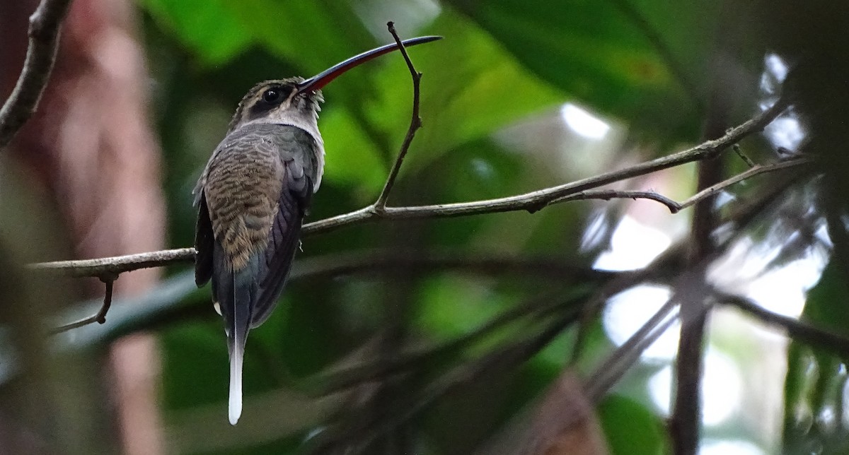 Great-billed Hermit (Amazonian) - ML93005961