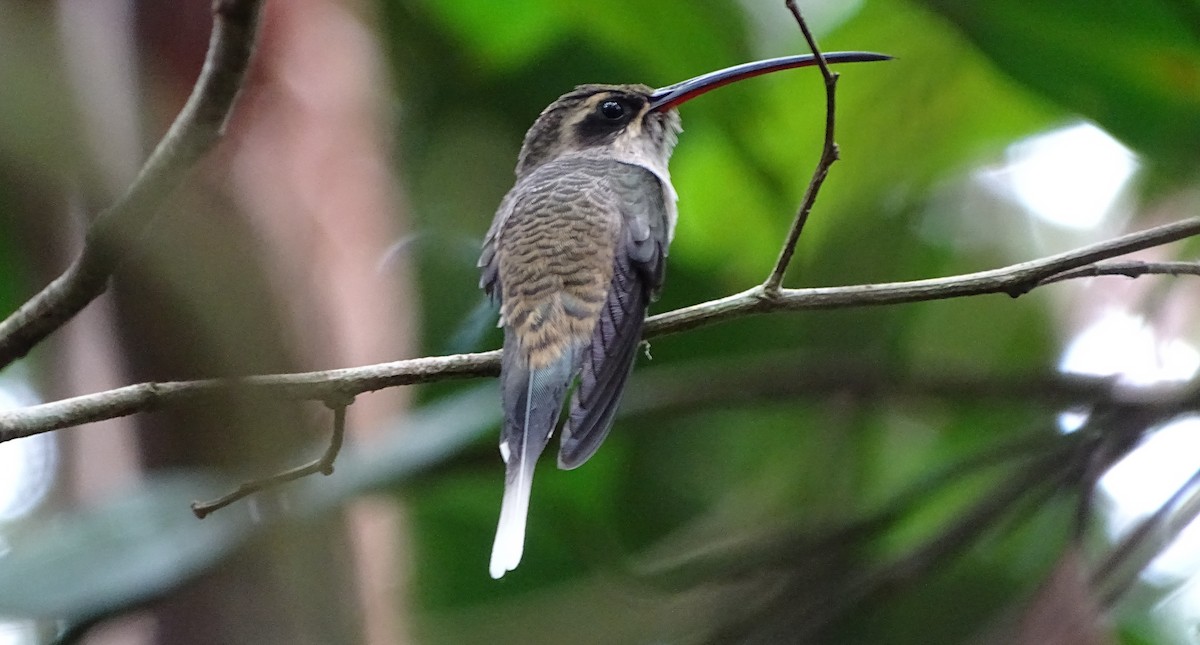 kolibřík dlouhozobý [skupina moorei] - ML93005981