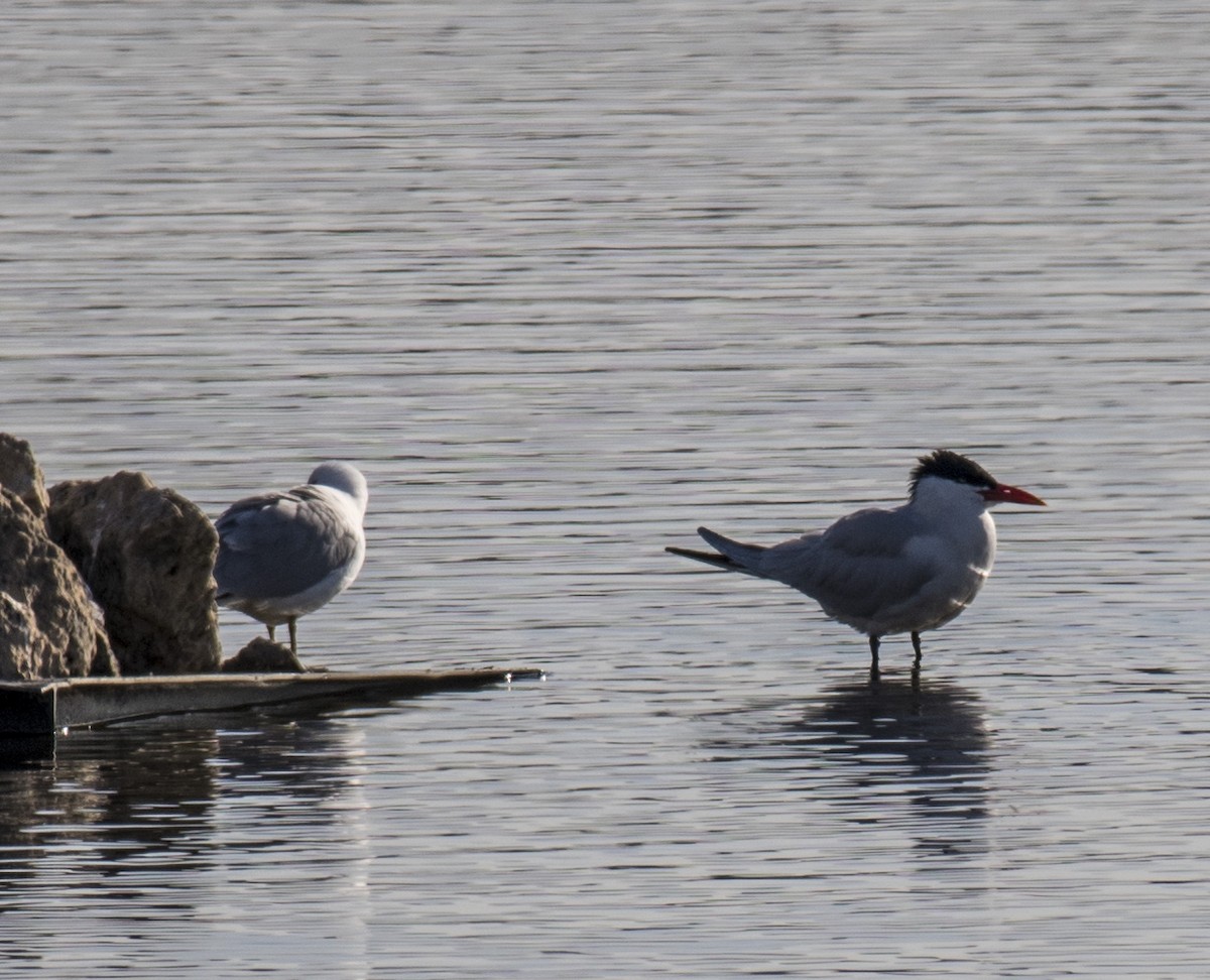 Caspian Tern - John Longhenry