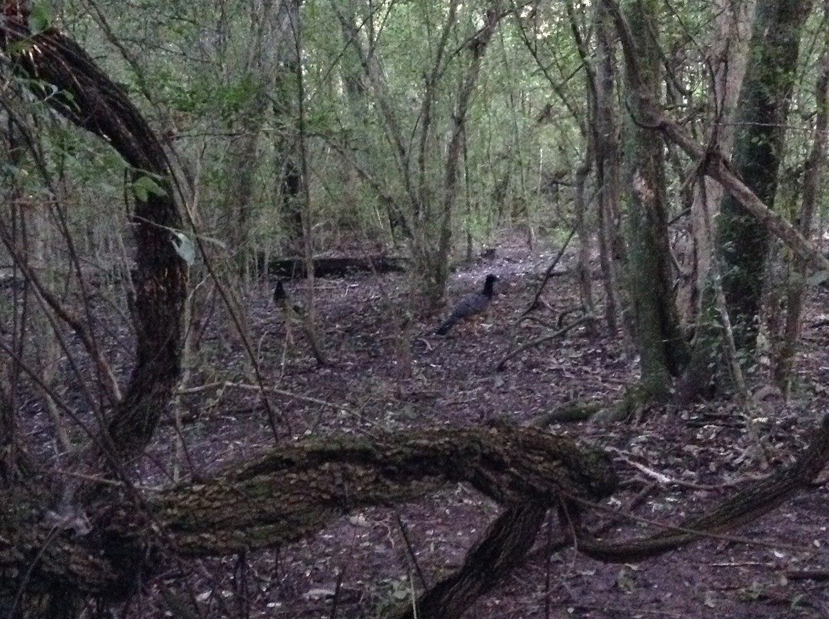 Bare-faced Curassow - ML93006341