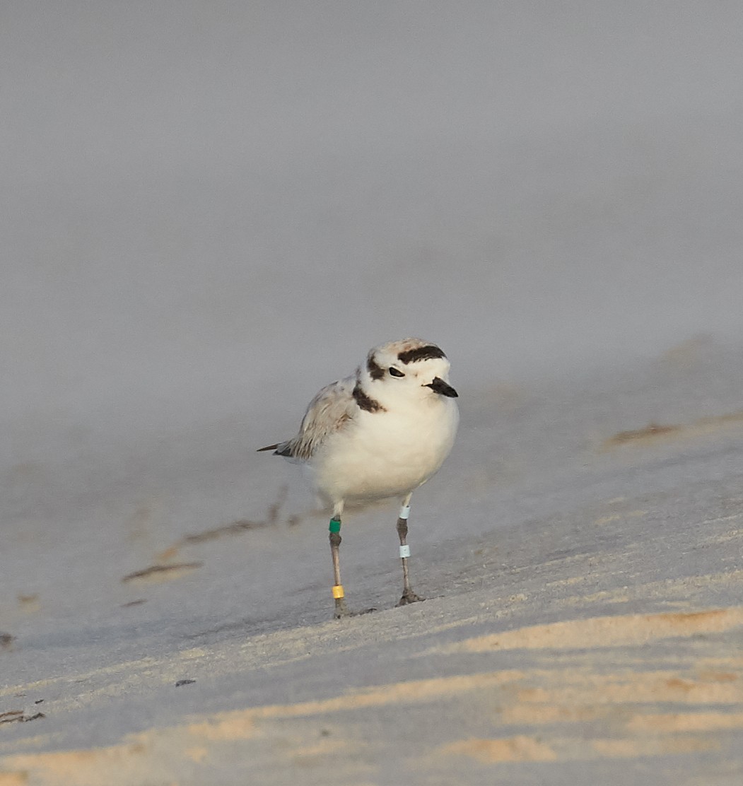 Snowy Plover - ML93007091