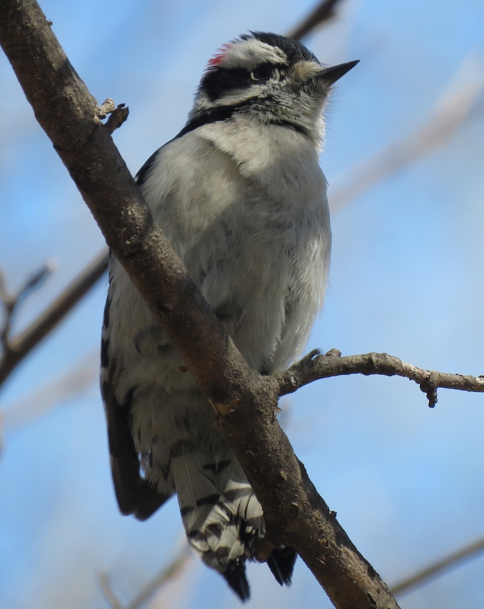 Downy Woodpecker - Jordan Wolf