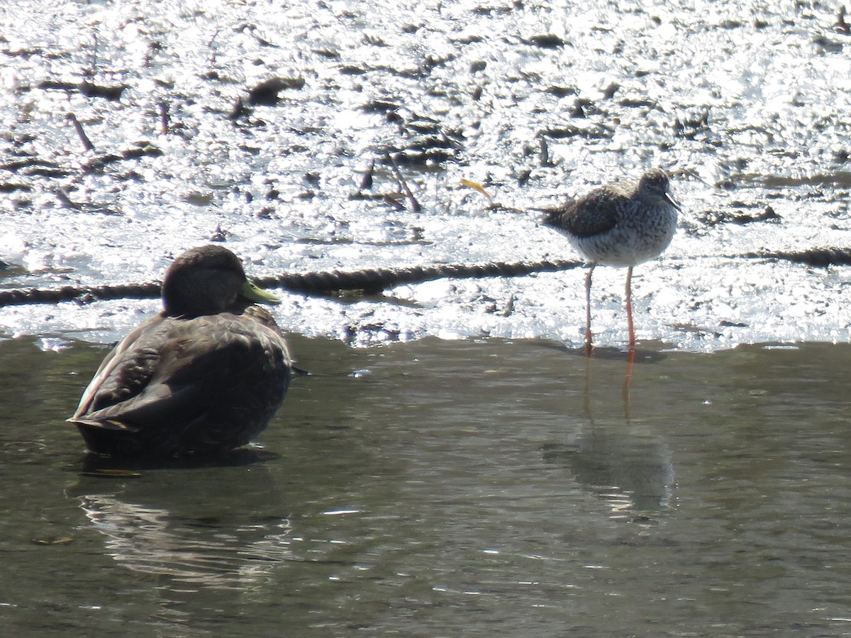 Greater Yellowlegs - ML93008311