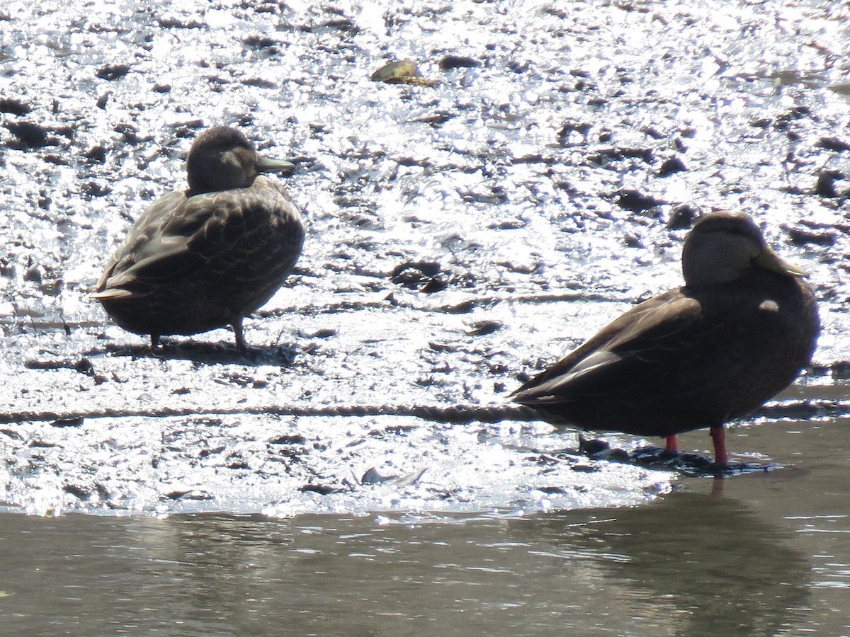 American Black Duck - ML93008511