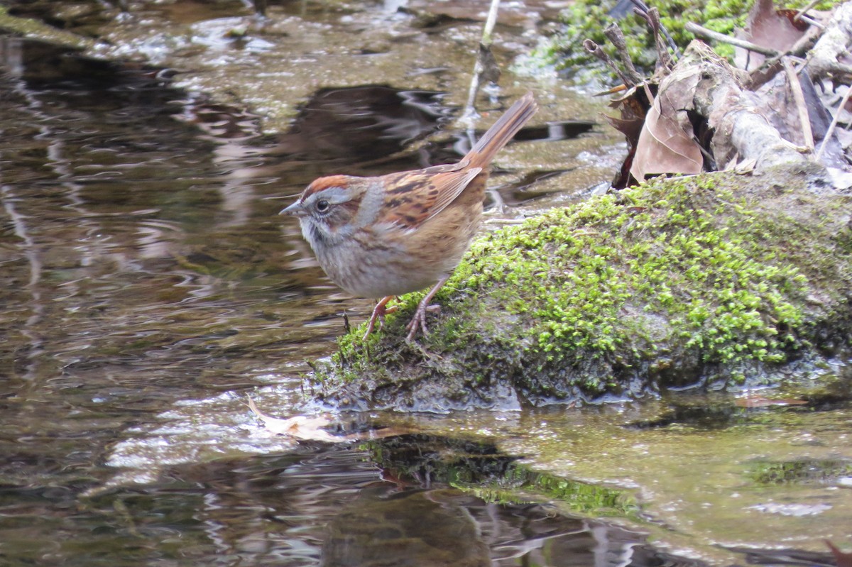 Swamp Sparrow - ML93009321