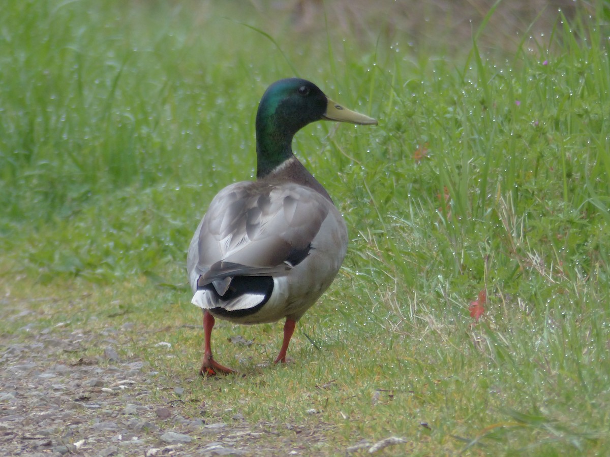 Stockente - ML93011221