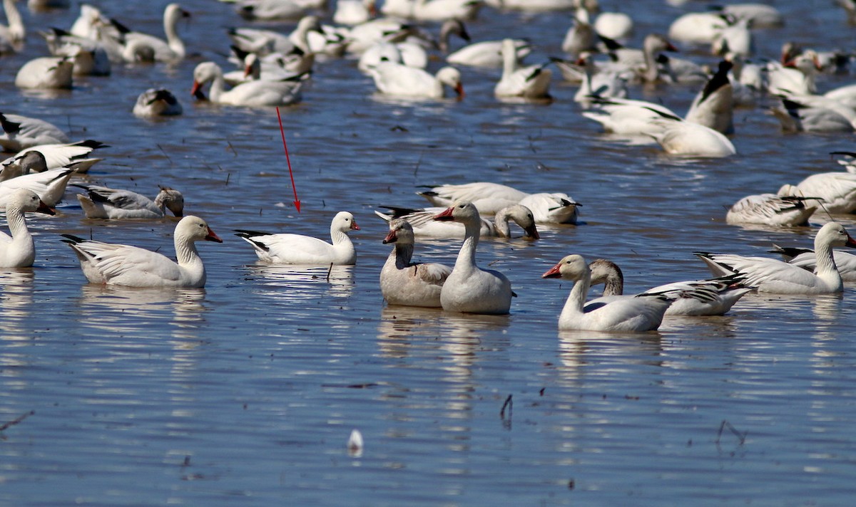 Ross's Goose - ML93013701