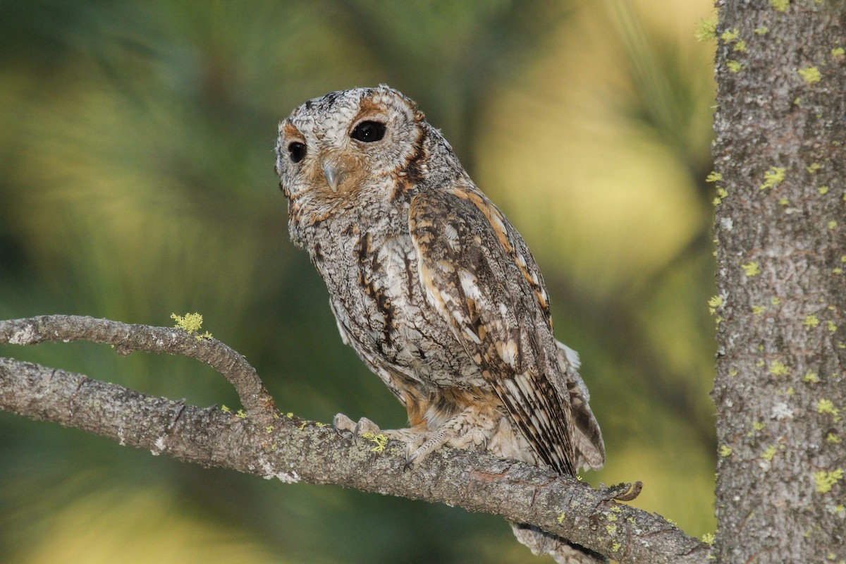 Flammulated Owl - ML93014861