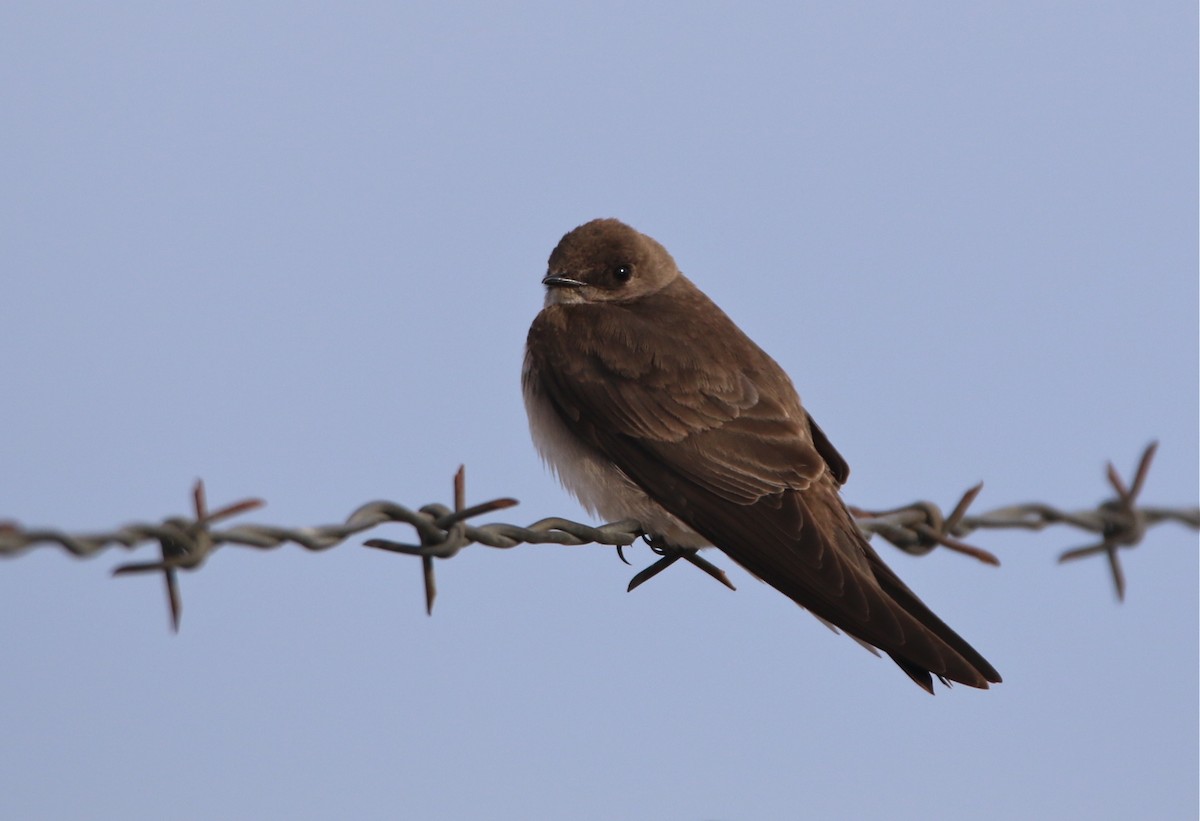 Northern Rough-winged Swallow - ML93015941