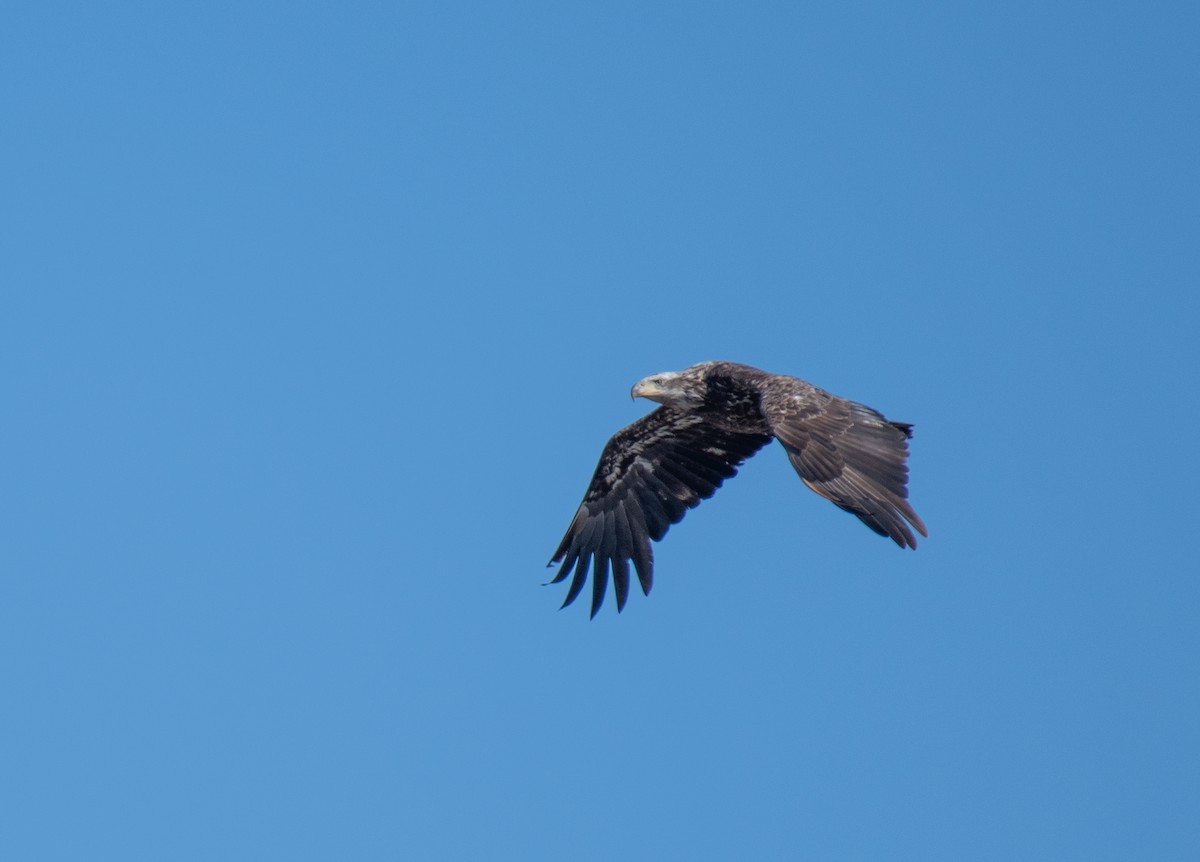 Bald Eagle - ML93017591