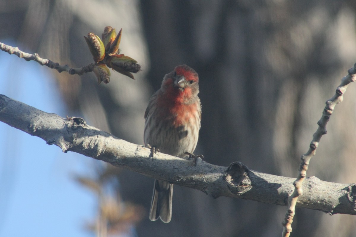 House Finch - ML93017841