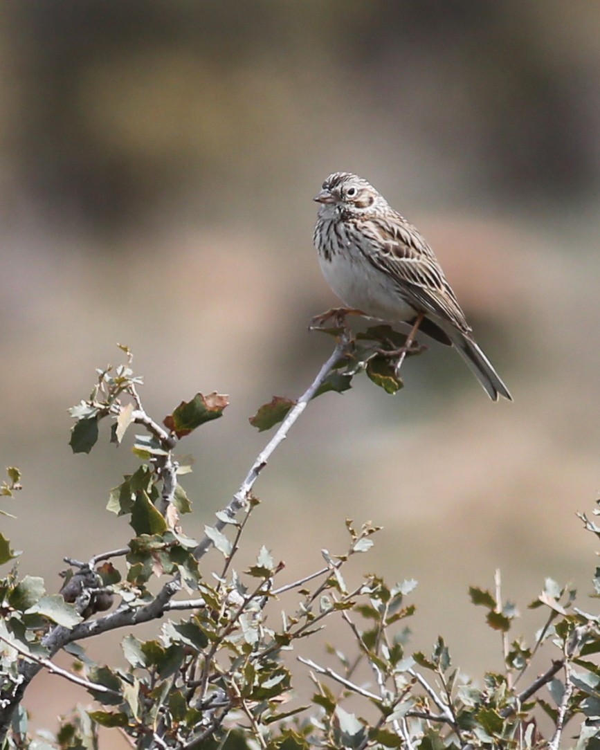 Vesper Sparrow - ML93018061