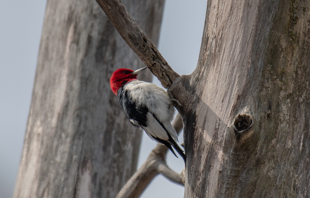 Red-headed Woodpecker - ML93018081