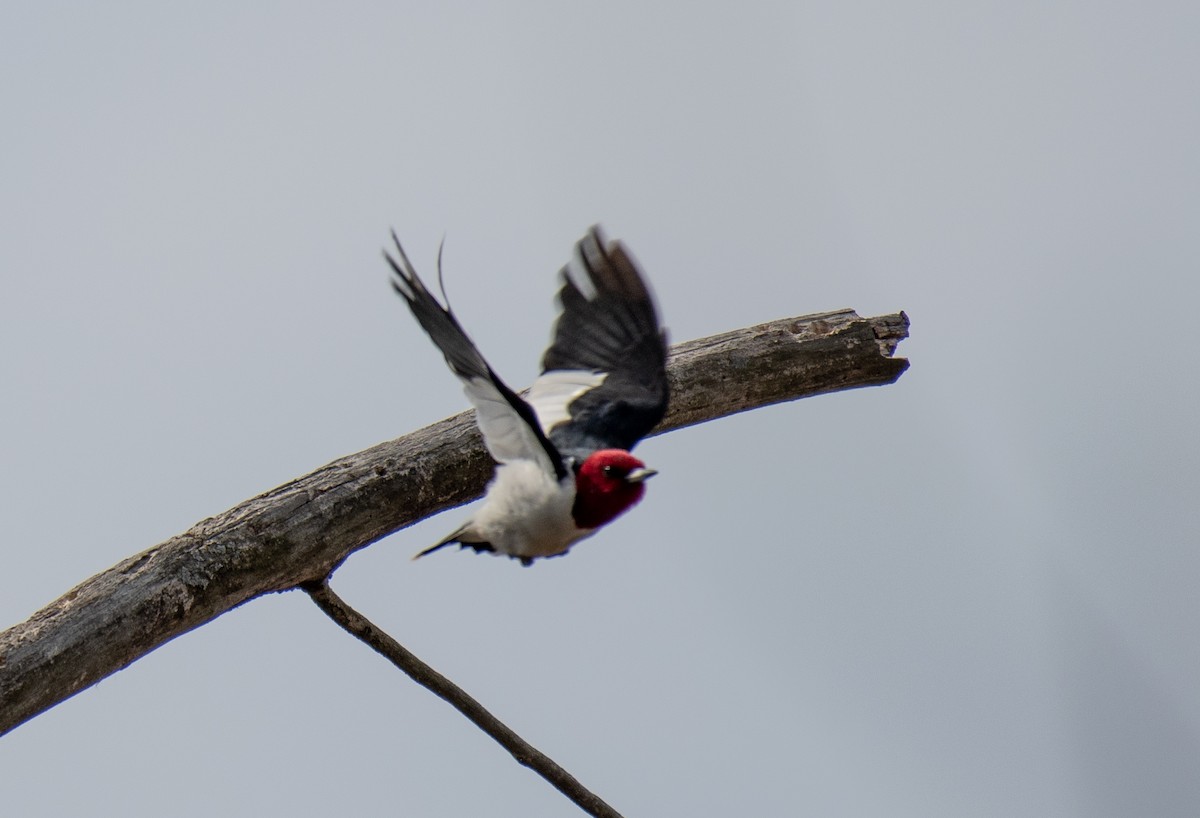 Red-headed Woodpecker - ML93018111