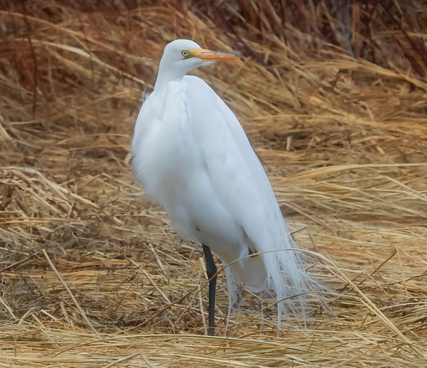 Grande Aigrette - ML93022591