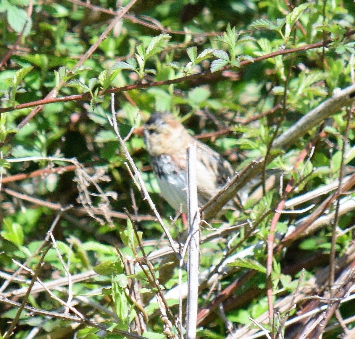 Harris's Sparrow - ML93022831