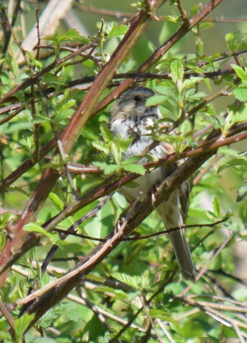 Harris's Sparrow - ML93022971