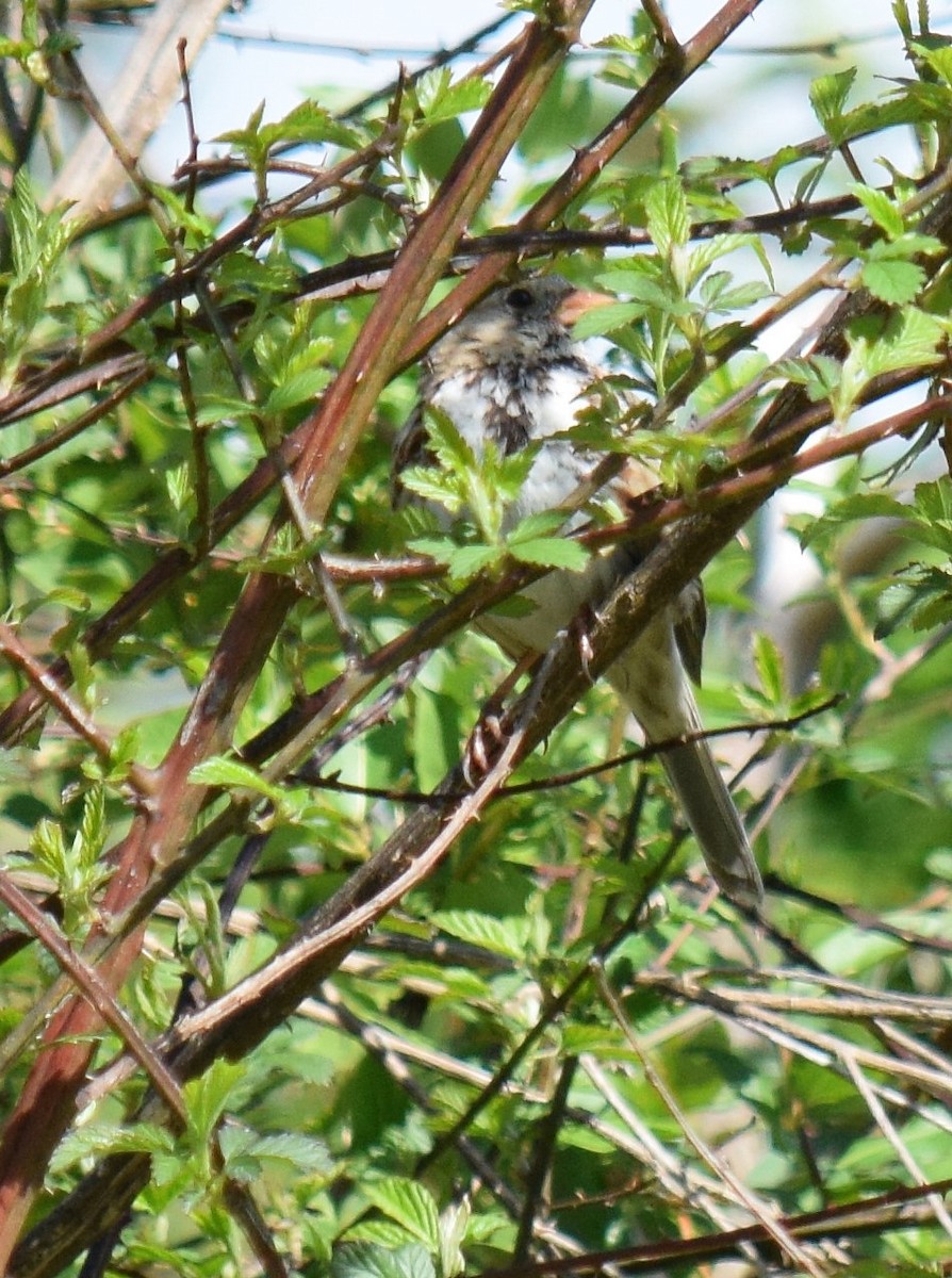 Harris's Sparrow - ML93022981