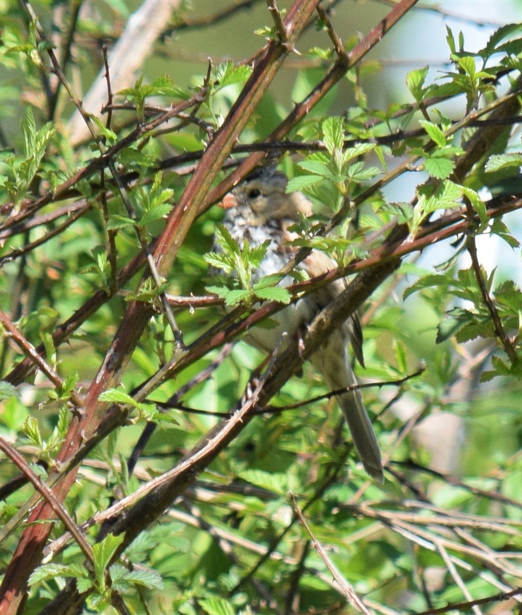 Harris's Sparrow - ML93022991