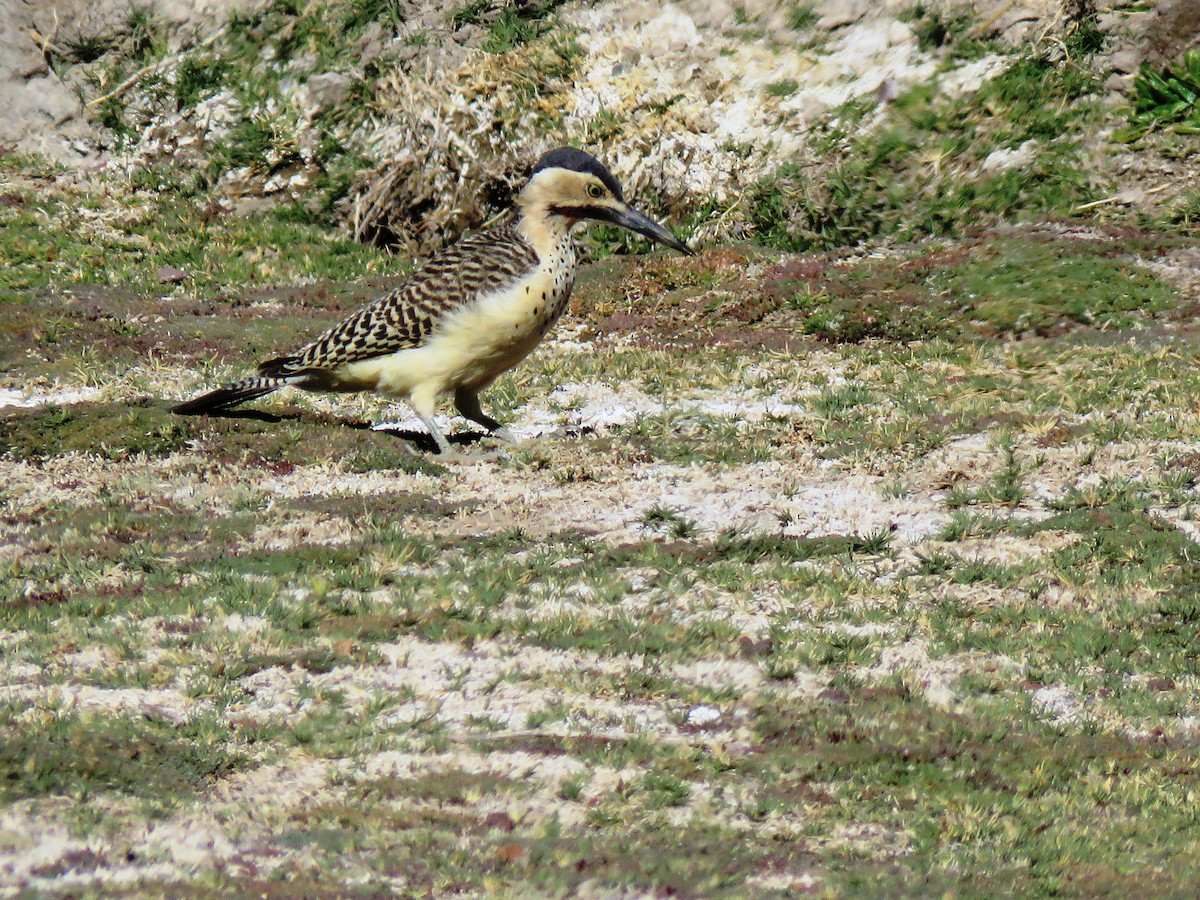 And Ağaçkakanı - ML93024221