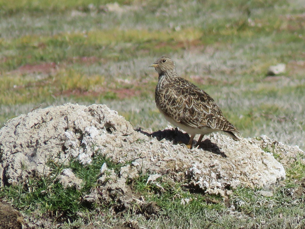 Least Seedsnipe - Marcelo Olivares Herrera