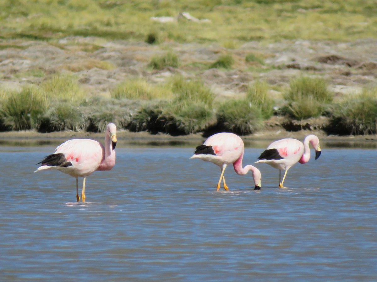 And Flamingosu - ML93024421