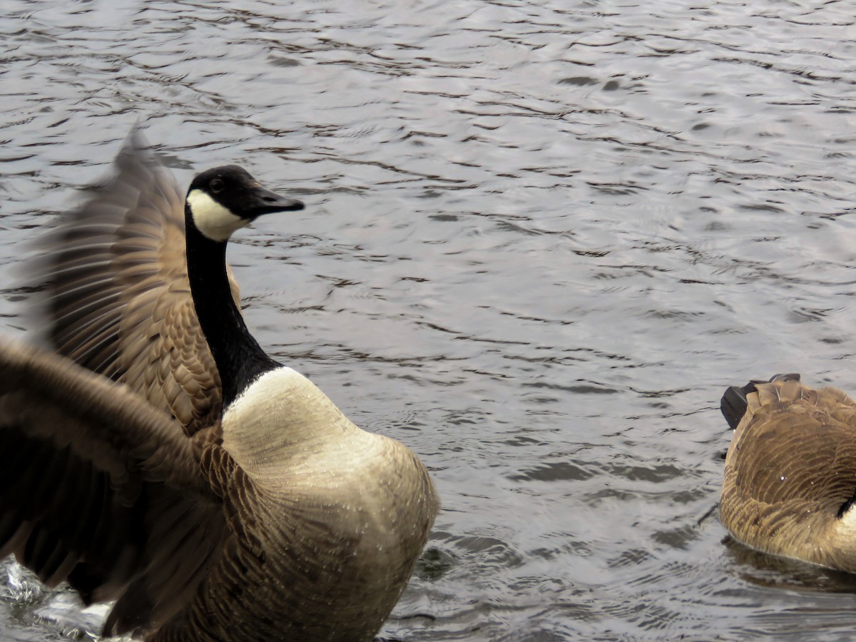 Canada Goose - Anonymous