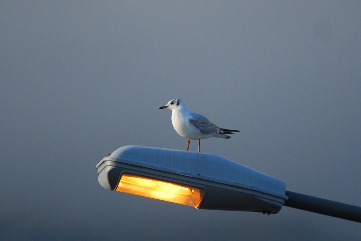 Black-headed Gull - ML93024871