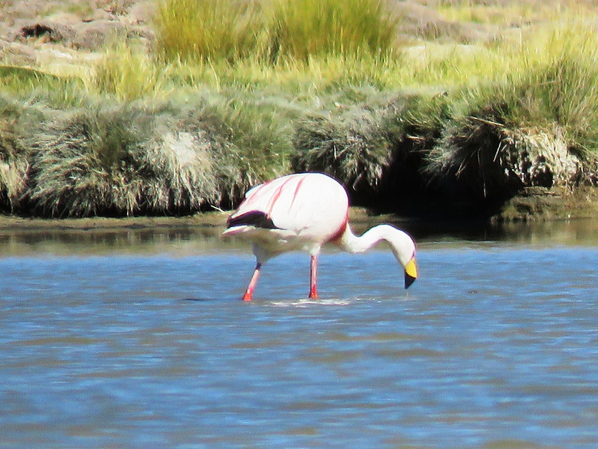 Puna Flamingosu - ML93024931