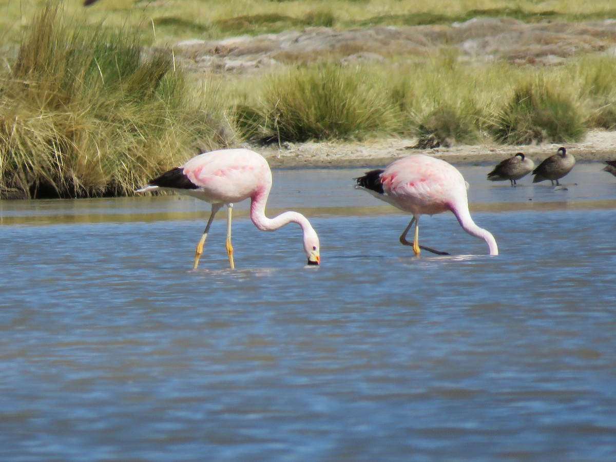 And Flamingosu - ML93025431