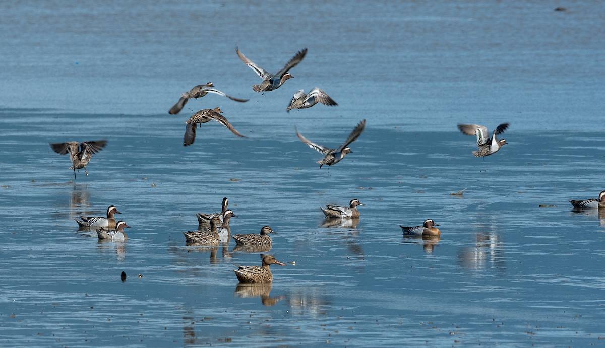 Garganey - ML93027181