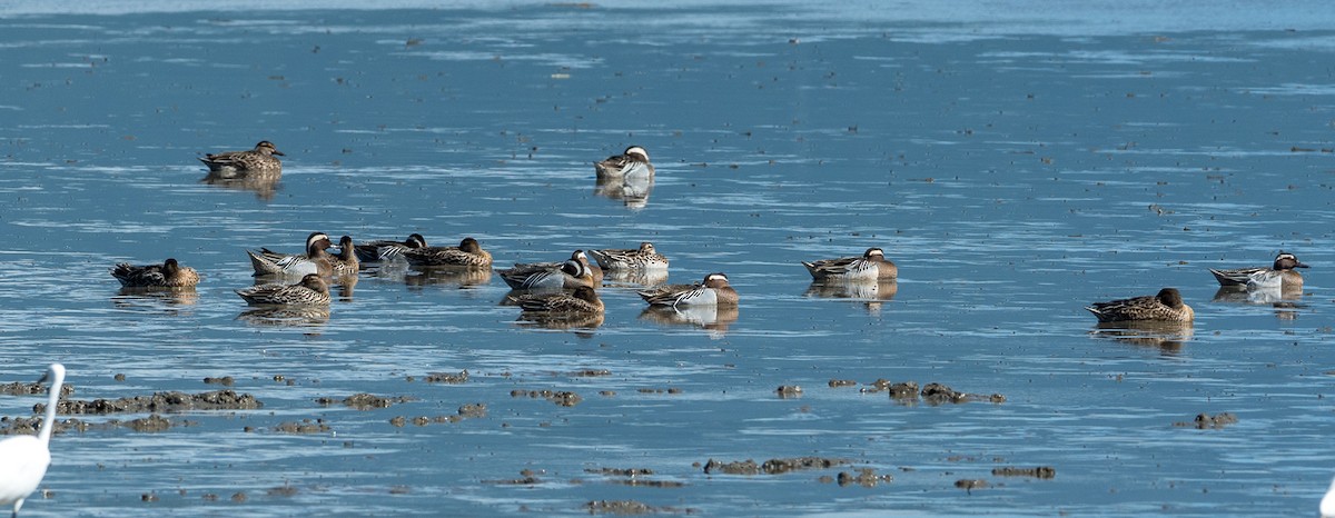 Garganey - ML93027191