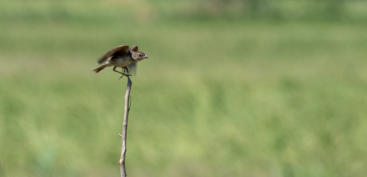 Singing Bushlark (Australasian) - ML93027611