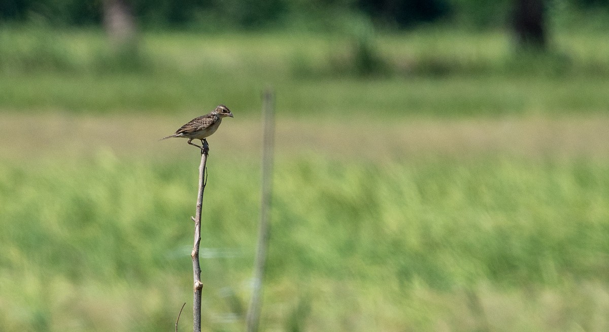 Singing Bushlark (Australasian) - ML93027621