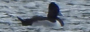 Ring-necked Duck - ML93028691