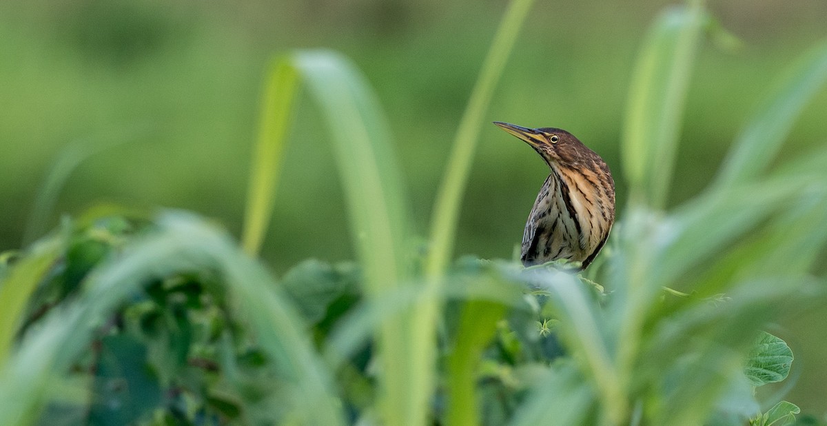 Cinnamon Bittern - ML93028981