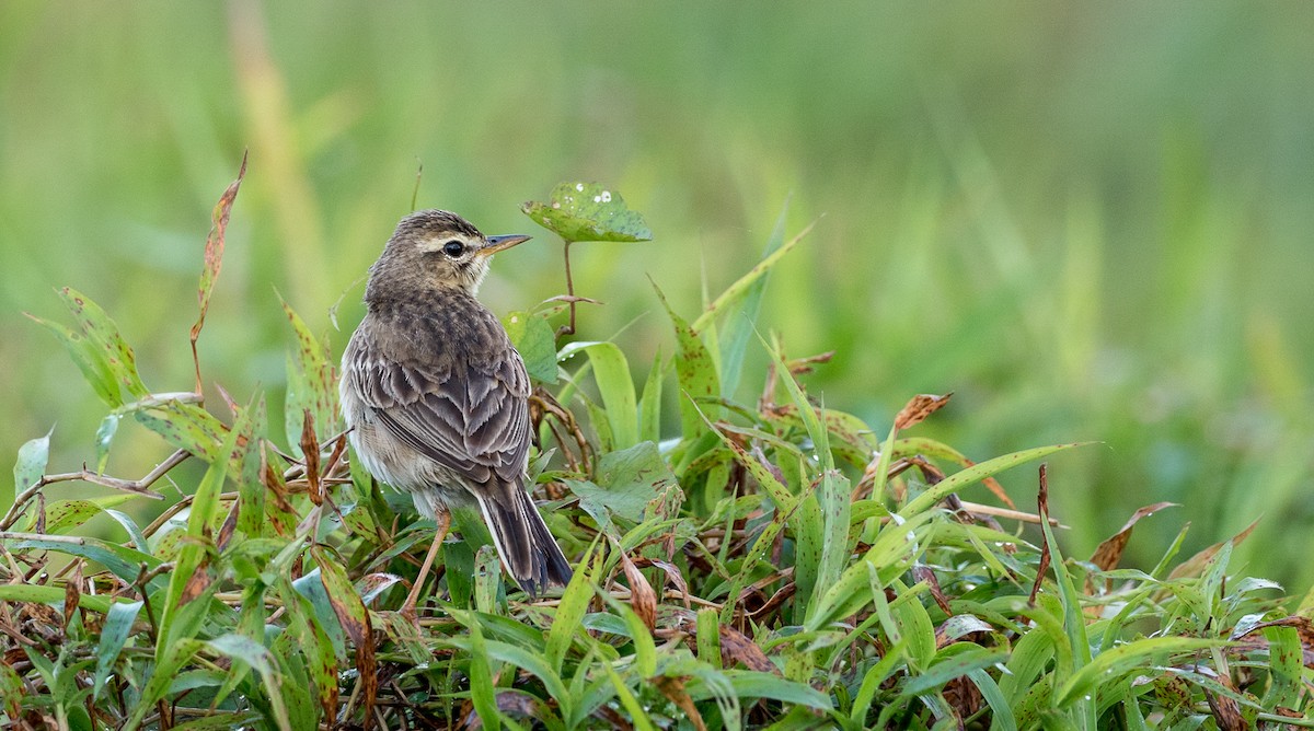 Paddyfield Pipit - ML93029241