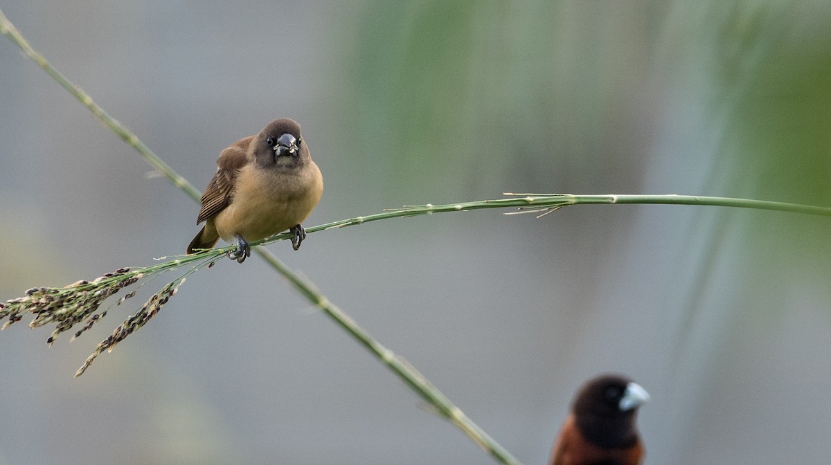 Chestnut Munia - ML93029511