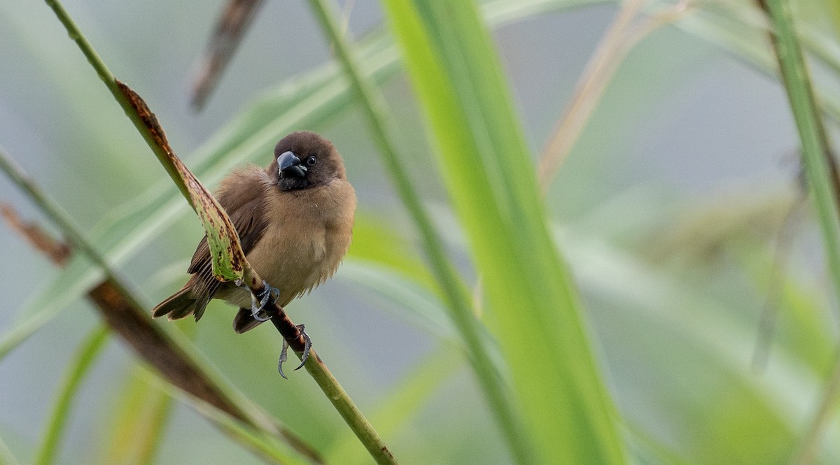 Chestnut Munia - ML93029521