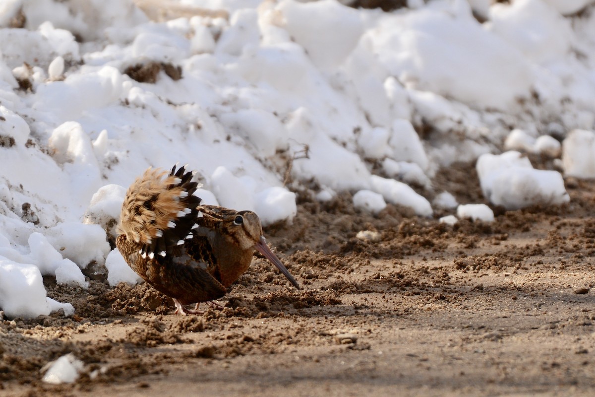 American Woodcock - ML93030621