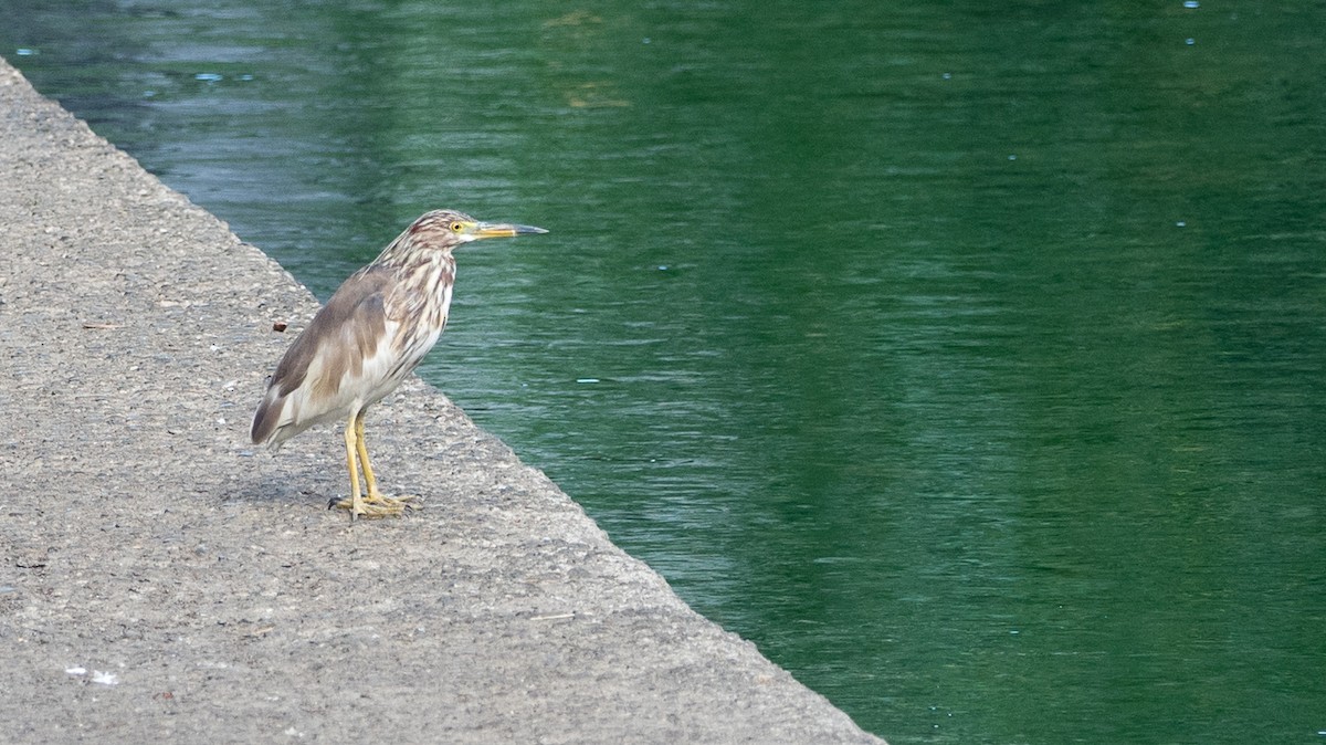 Chinese Pond-Heron - ML93030681