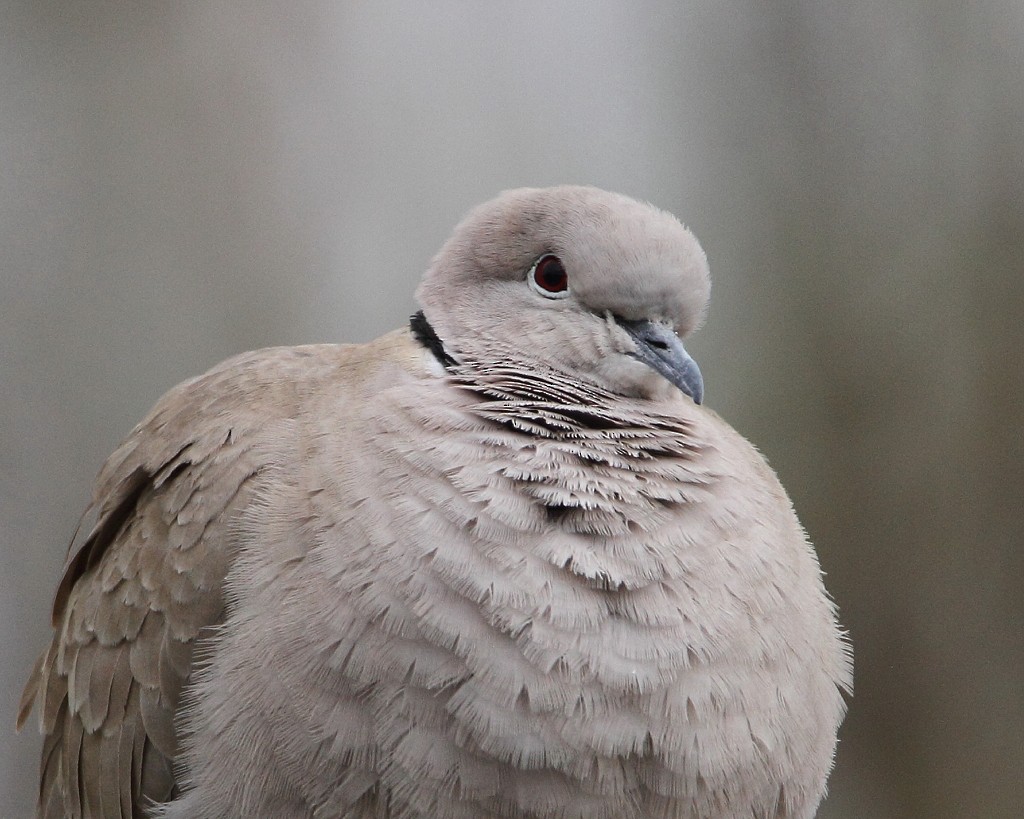 Eurasian Collared-Dove - ML93030731