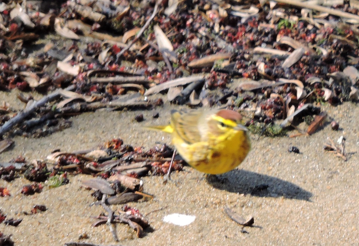 Palm Warbler (Yellow) - ML93031211