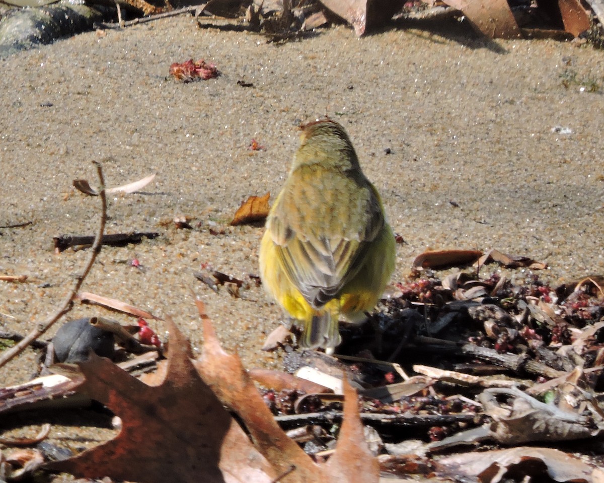 Palm Warbler (Yellow) - ML93031221