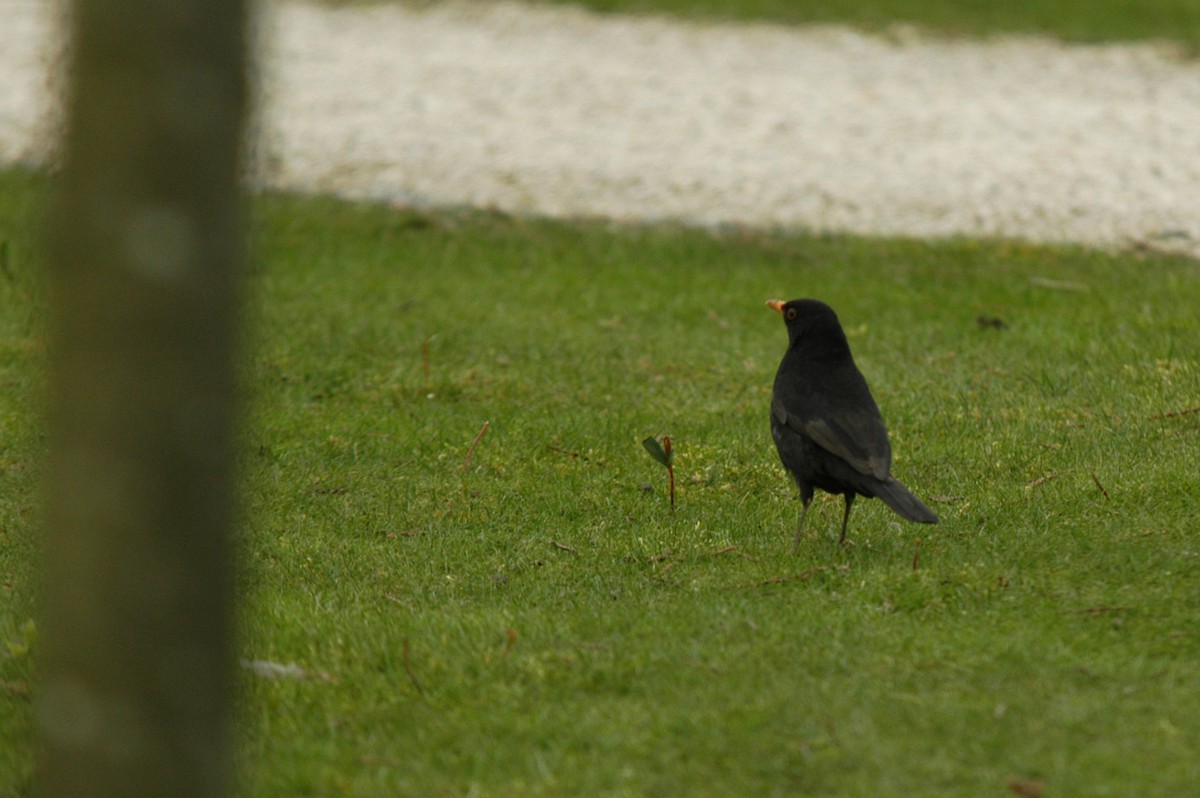 Eurasian Blackbird - Marie O'Neill