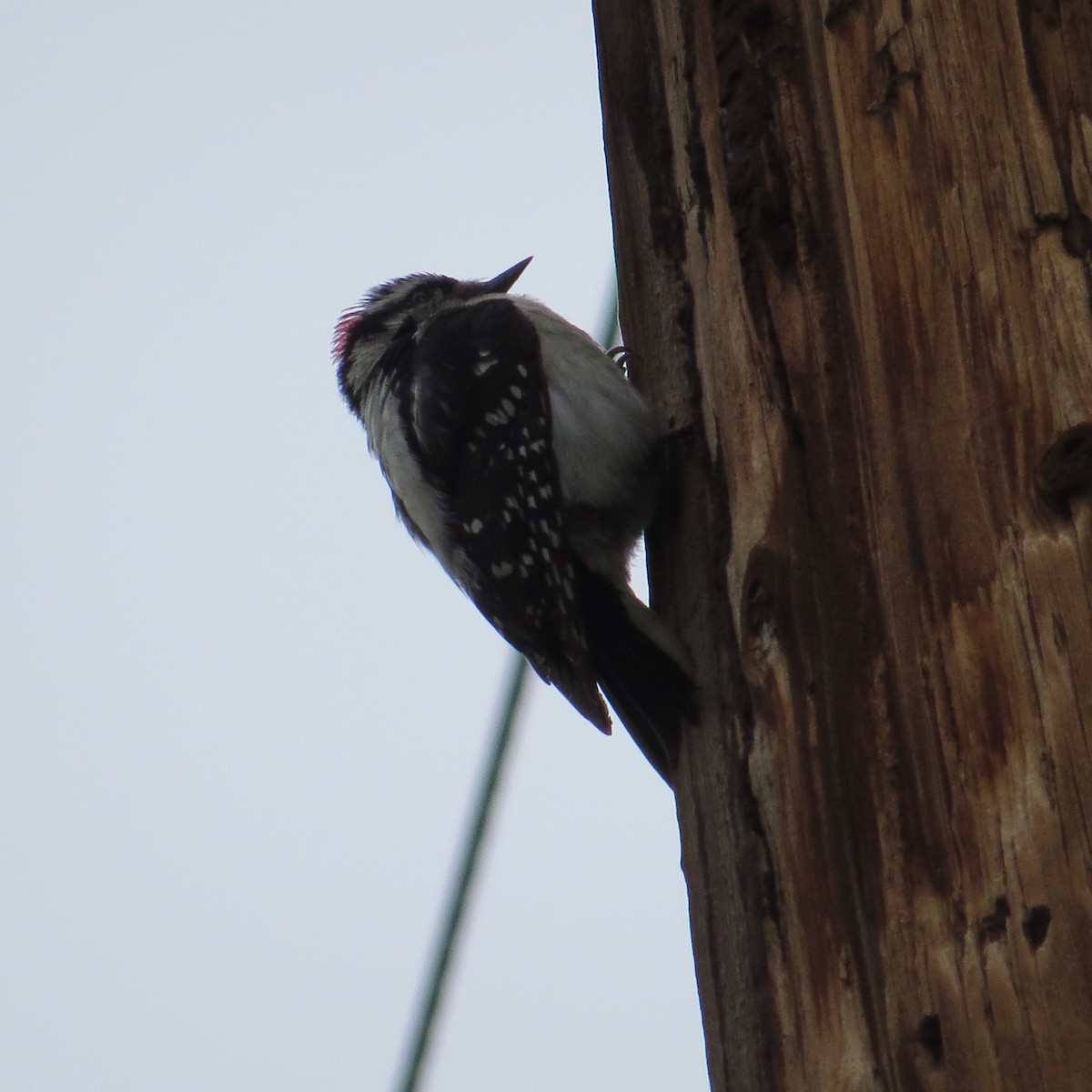 Downy Woodpecker - ML93032701