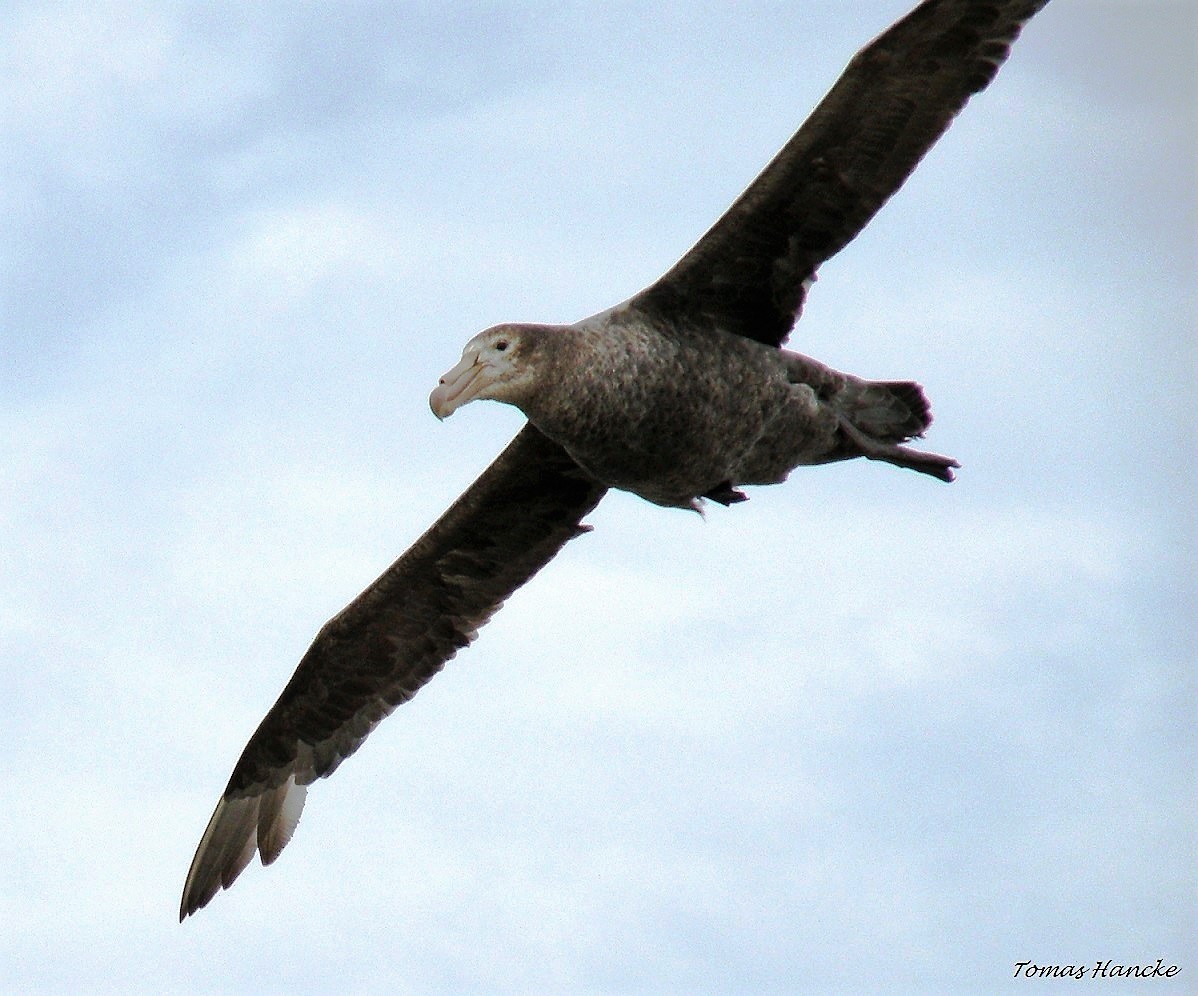 Northern Giant-Petrel - ML93033801