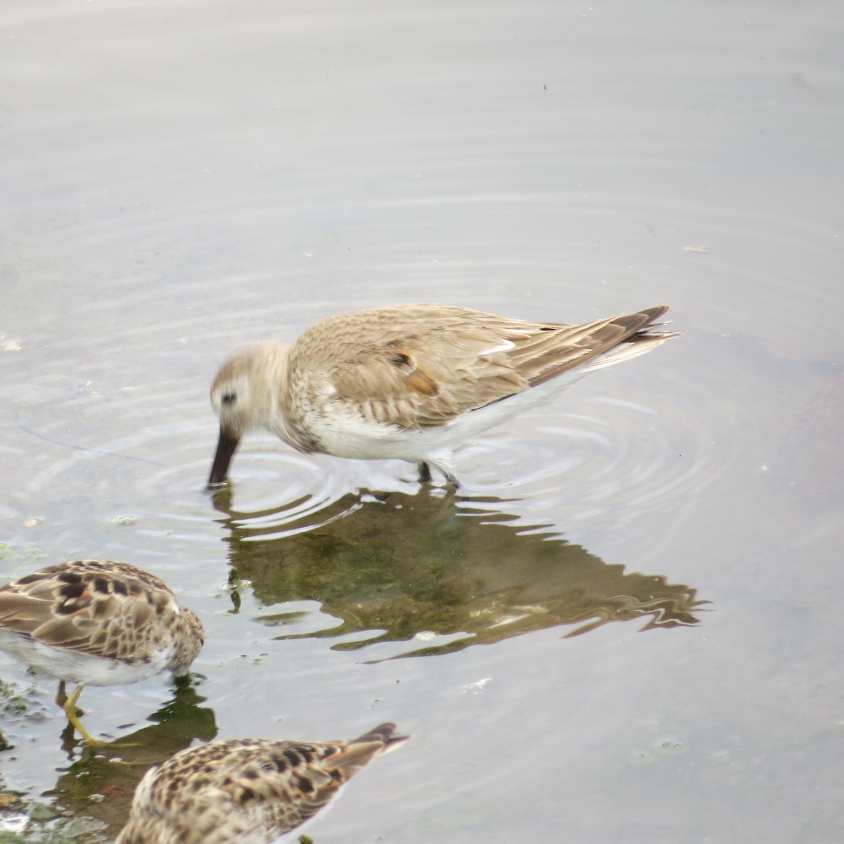 Least Sandpiper - ML93035561