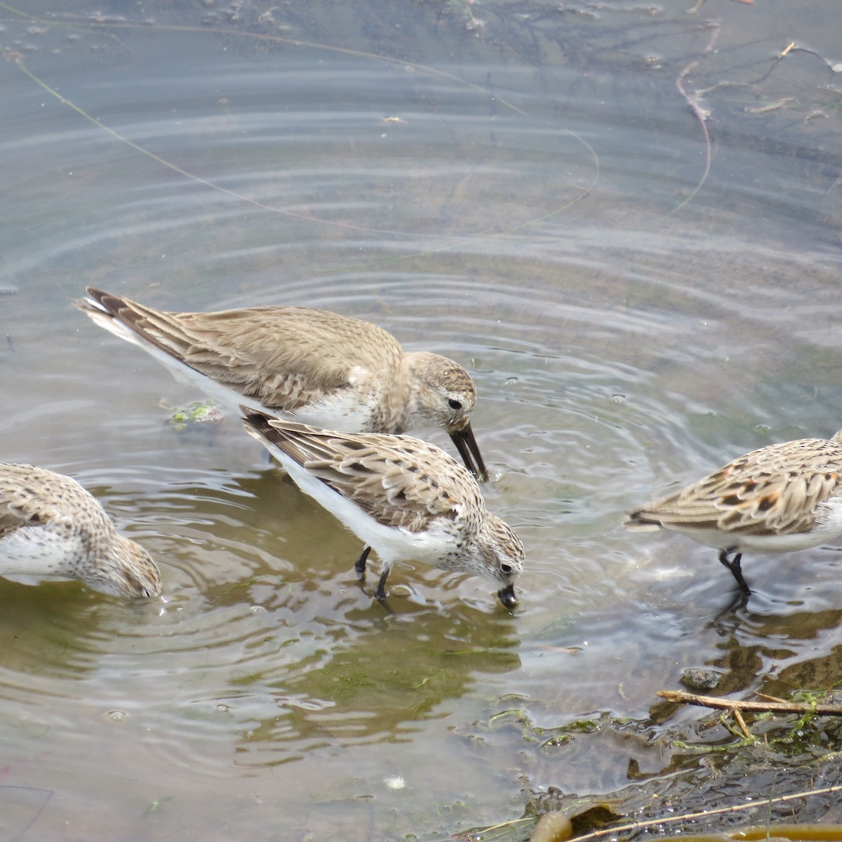 Western Sandpiper - ML93035681