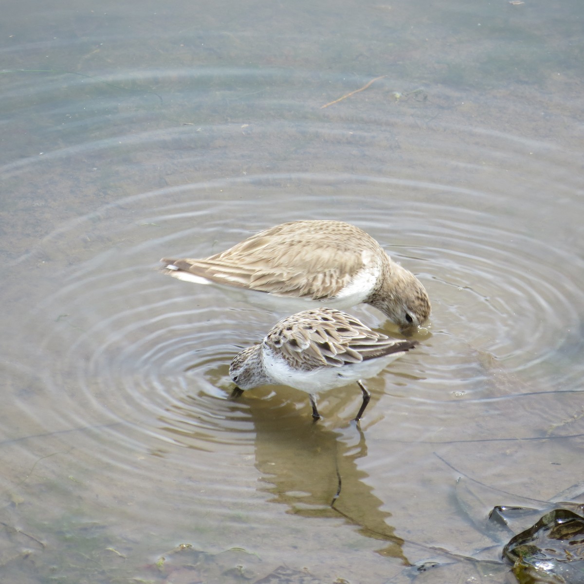 Western Sandpiper - ML93035711